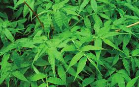 Virginia Invasive Plant Species List