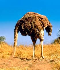 Image result for state department ostriches