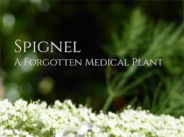 Spignel (Meum athamanticum), a Forgotten Medicinal Plant ...