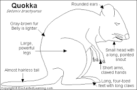 Image result for Quokka