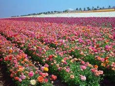 Image result for images of shirdisaibaba in flower fields