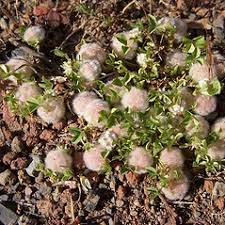 Trifolium tomentosum (woolly clover): Go Botany