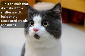 OMG Cat is Shocked By These Facts About Animal Homelessness | One ... via Relatably.com
