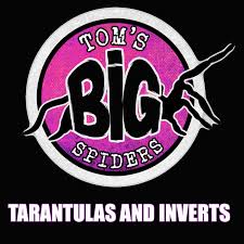 Tom's Big Spiders - Tarantulas and Inverts