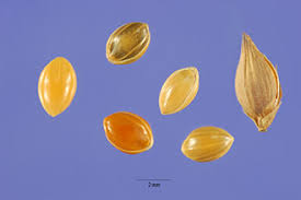 Plants Profile for Panicum miliaceum (proso millet)