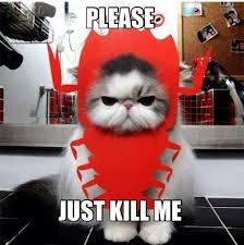 Unhappy Embarrassed Cat | Kill Me | Know Your Meme via Relatably.com
