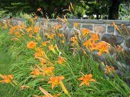 Image result for daylilies