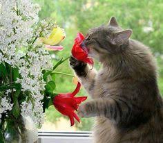 Image result for funny cats in flowers