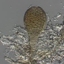 Image result for Ampelomyces quisqualis