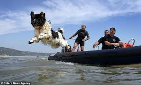 Image result for pictures of people rescuing people