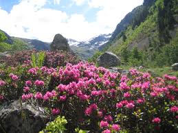 Rhododendron - Wikipedia