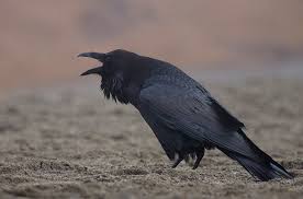Image result for crow