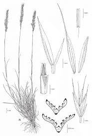 – Iconografia di Festuca morisiana subsp. sicula (A. Maury ...