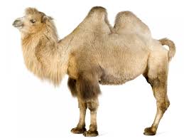 Resultado de imagen de camello