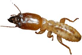 Znalezione obrazy dla zapytania termit