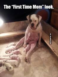 first-time-mom-look-funny-dog-meme | Bajiroo.com via Relatably.com