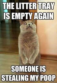 Cat memes on Pinterest | Cats Humor, Funny Memes and Funny Cat Memes via Relatably.com