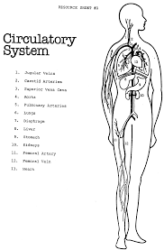 Resultado de imagen de the circulatory system worksheets for elementary