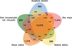 Genome Assembly and Annotation of Soft-Shelled Adlay ... - Frontiers