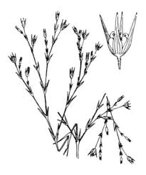 Bufonia tenuifolia L. - Portale della Flora d'Italia / Portal to the Flora ...