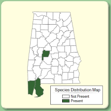 Ipomoea sagittata - Species Page - APA: Alabama Plant Atlas