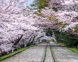 蹴上インクライン 桜の画像