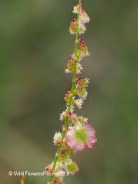 Rumex intermedius - Wild Flowers Provence