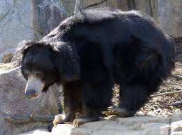 Image result for sloth bear