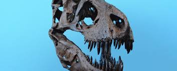 Was the Tyrannosaur as Smart as a Monkey? Assessing a New Claim
