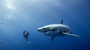 Image result for great white sharks