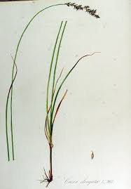 File:Carex elongata — Flora Batava — Volume v13.jpg - Wikimedia ...