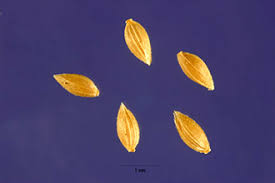 Plants Profile for Phleum paniculatum (British timothy)