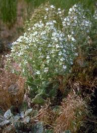 Salvia aethiopis - Wikipedia