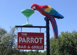 Image result for parrot in a bar