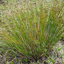 Juncus trifidus (highland rush): Go Botany