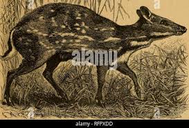 Image result for deerlet