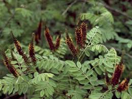 Amorpha fruticosa (Indigo bush) | Native Plants of North America