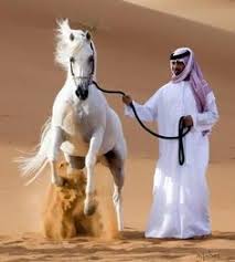 Resultado de imagen de imagenes de caballo arabes