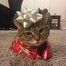 Image result for cats in santa costumes