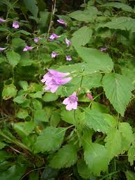 Calamintha grandiflora - Wikipedia