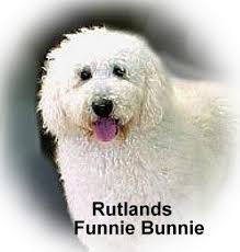 Funnie Bunnie-we&#39;re not laughing - funnie_bunnie_larger