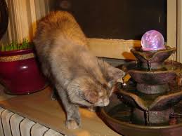 Image result for cats and outdoor fountains