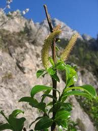 Salix glabra - Wikimedia Commons