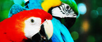 Resultado de imagen de Birdwatching Colombia