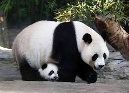 Resultado de imagem para Giant panda 