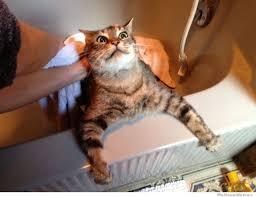 10 Cats Traumatized By Their Baths | WeKnowMemes via Relatably.com