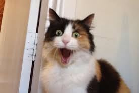 20-Funny-Shocked-Cat-Memes-17.jpg via Relatably.com