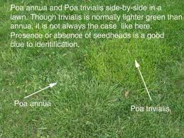 Poa annua, Poa trivialis in Lawns and Athletic Fields | Purdue ...