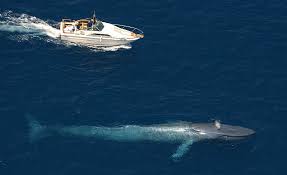 Image result for blue whale
