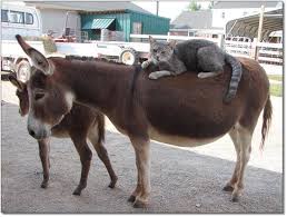 Image result for cat riding horse